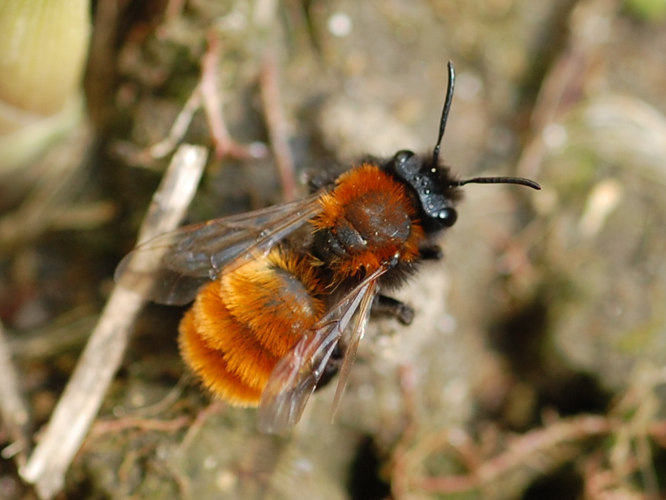 Andrena fulva &copy; VANSTEENE Nicolas