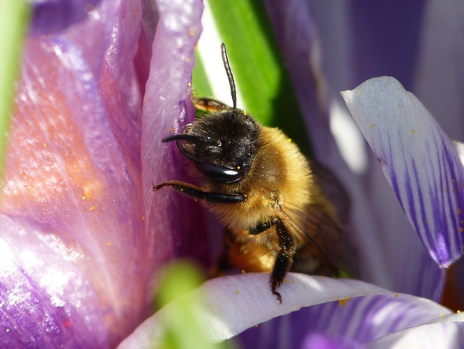 Andrena nigroaenaea &copy; BARBIER Simon