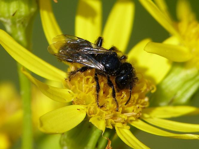 Panurgus &copy; BARBIER Simon