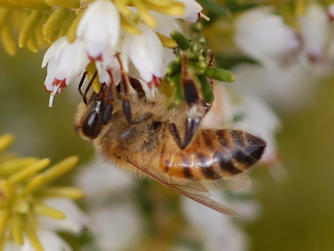 Apis mellifera &copy; VANSTEENE Nicolas