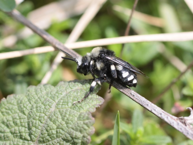 Melecta luctuosa &copy; TOP Damien