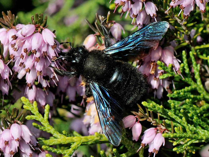 Xylocopa violacea &copy; MATHOT William