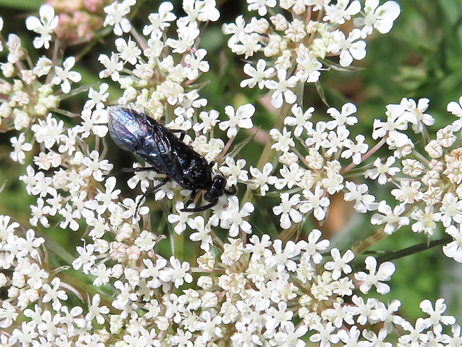 Arge berberidis &copy; MAILLIER Sébastien