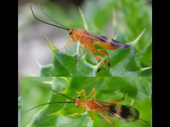 Cremnops desertor &copy; HALLART Guénael