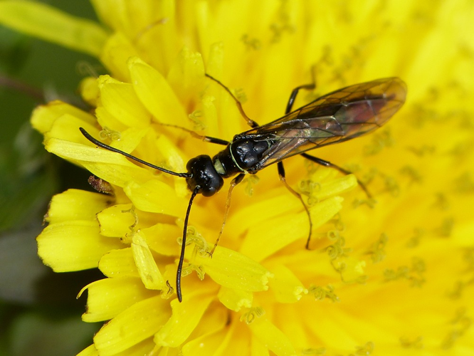 Cephus pygmeus &copy; BARBIER Simon