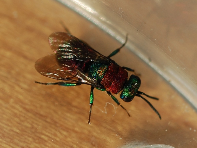 Hedychrum &copy; VANSTEENE Nicolas