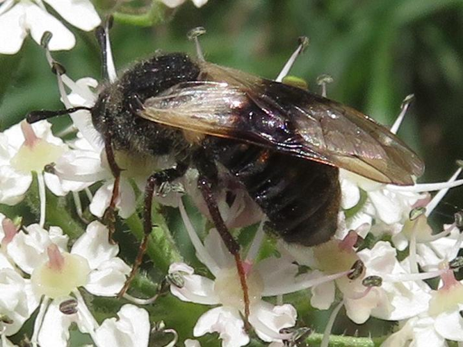 Abia fasciata &copy; 