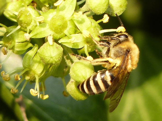 Colletes hederae &copy; PLATEAUX Odile