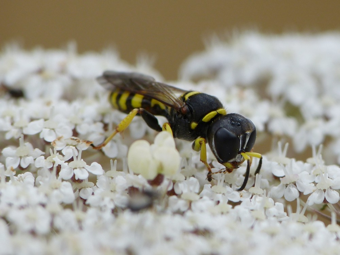 Ectemnius lituratus &copy; BARBIER Simon