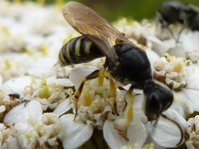 Lestica clypeata &copy; T'FLACHEBBA Mathieu