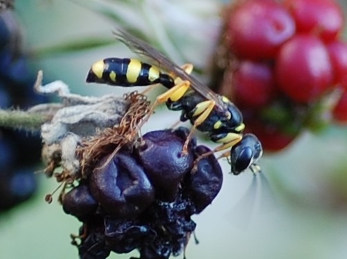 Mellinus arvensis &copy; VANSTEENE Nicolas