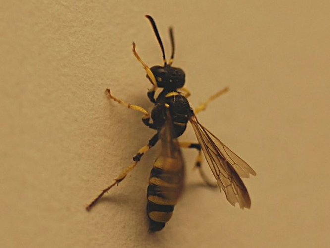 Cerceris quadricincta &copy; VANSTEENE Nicolas