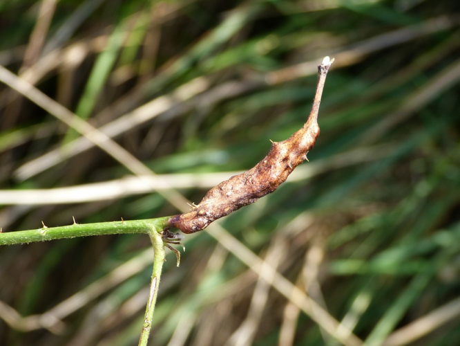 Diastrophus rubi &copy; BARBIER Simon