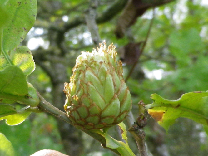 Andricus foecundatrix &copy; HALLART Guénael