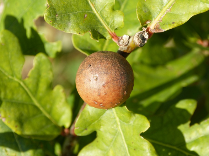 Andricus kollari &copy; BARBIER Simon