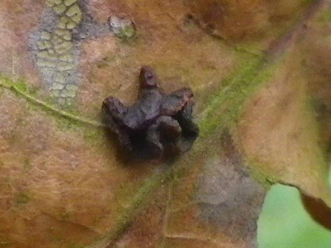 Neuroterus albipes &copy; HALLART Guénael