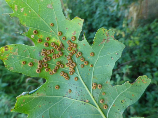 Neuroterus numismalis &copy; HALLART Guénael