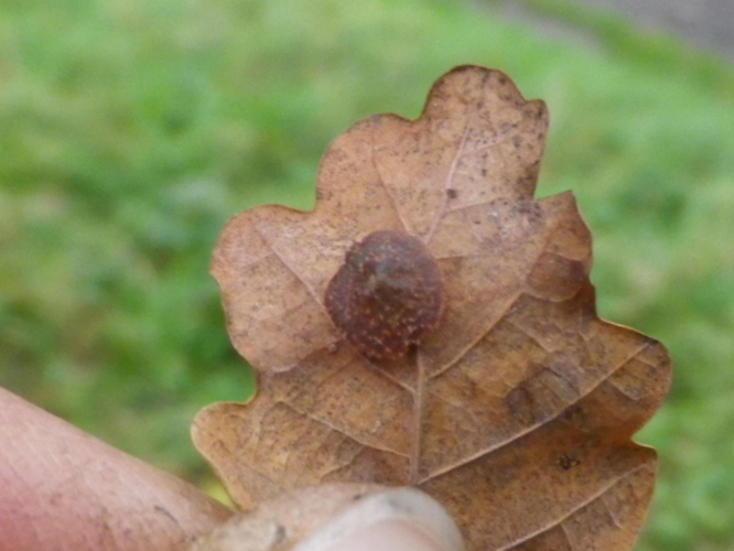 Neuroterus quercusbaccarum &copy; HALLART Guénael