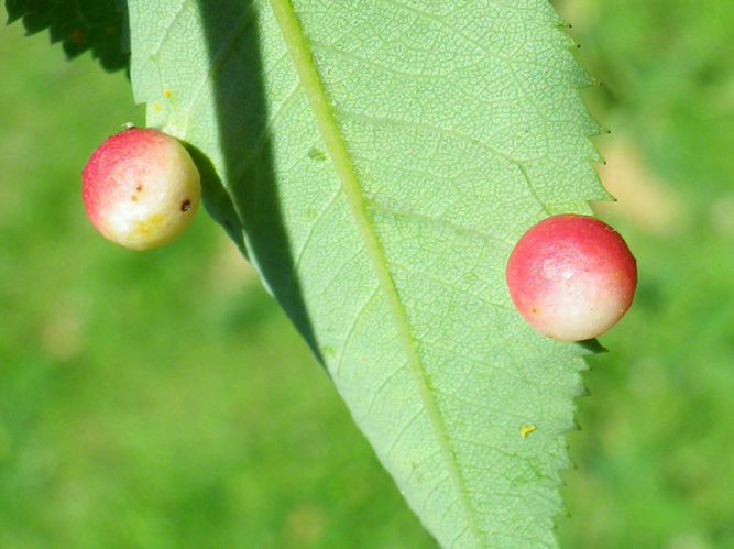 Diplolepis eglanteriae &copy; HALLART Guénael
