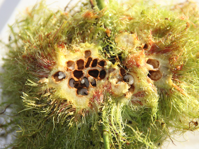 Diplolepis rosae &copy; COLINDRE Laurent