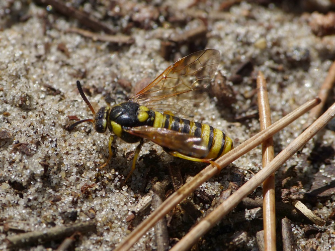 Macrodiprion nemoralis &copy; BARBIER Simon