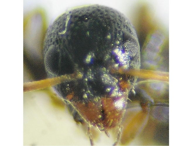 Dolichoderus quadripunctatus &copy; COLINDRE Laurent