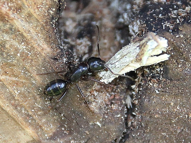 Camponotus fallax &copy; COLINDRE Laurent