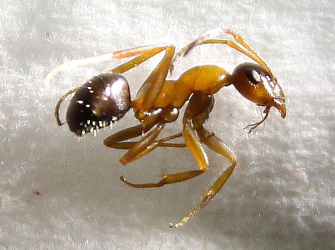 Formica clara &copy; COLINDRE Laurent