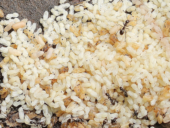 Formica fusca © COLINDRE Laurent