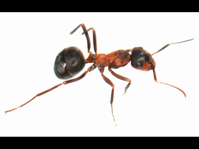 Formica polyctena &copy; COLINDRE Laurent