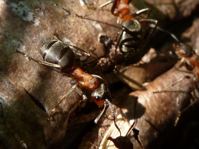 Formica rufa &copy; T'FLACHEBBA Mathieu