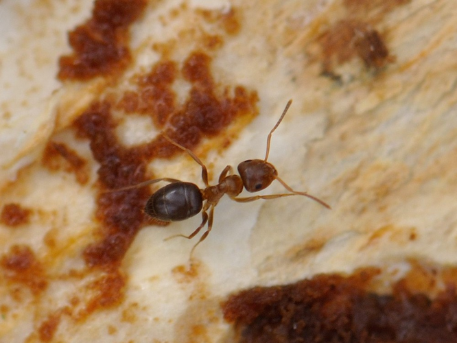 Lasius brunneus © HERCENT Jean-Luc