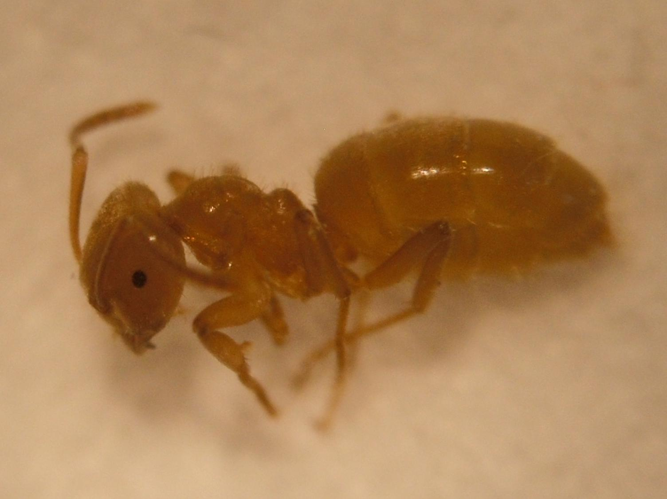 Lasius distinguendus &copy; COLINDRE Laurent