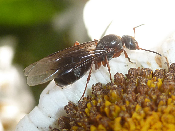 Lasius emarginatus &copy; BERTRAND Michel (ADEP)
