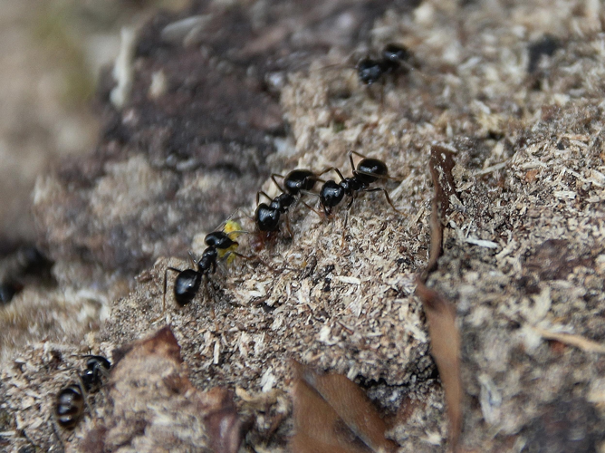 Lasius fuliginosus &copy; COLINDRE Laurent