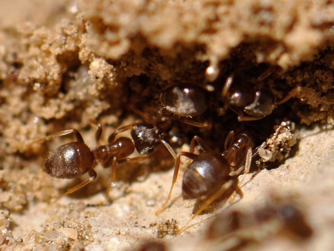 Lasius neglectus &copy; HERCENT Jean-Luc