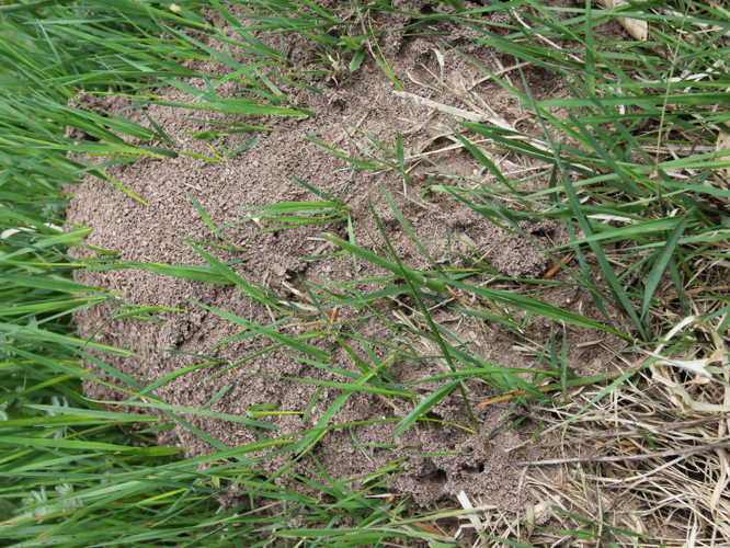 Lasius niger &copy; COLINDRE Laurent