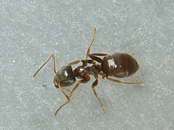 Lasius platythorax © BERTRAND Michel (ADEP)