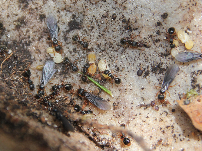 Myrmecina graminicola &copy; COLINDRE Laurent