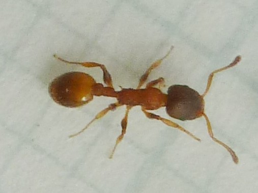 Temnothorax nylanderi © BERTRAND Michel (ADEP)