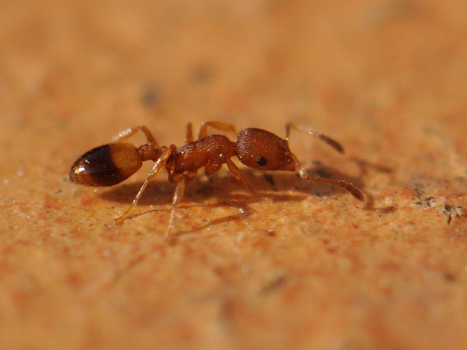 Temnothorax unifasciatus &copy; HERCENT Jean-Luc