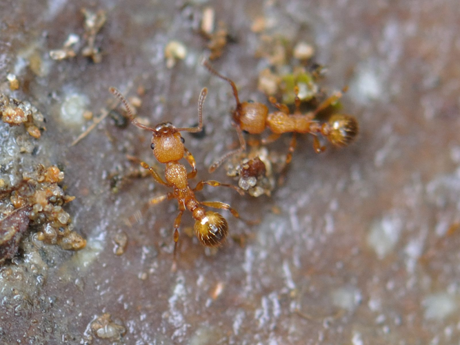 Myrmica martini &copy; HERCENT Jean-Luc