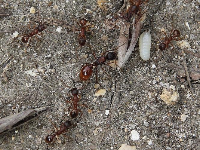 Myrmica rubra &copy; COLINDRE Laurent