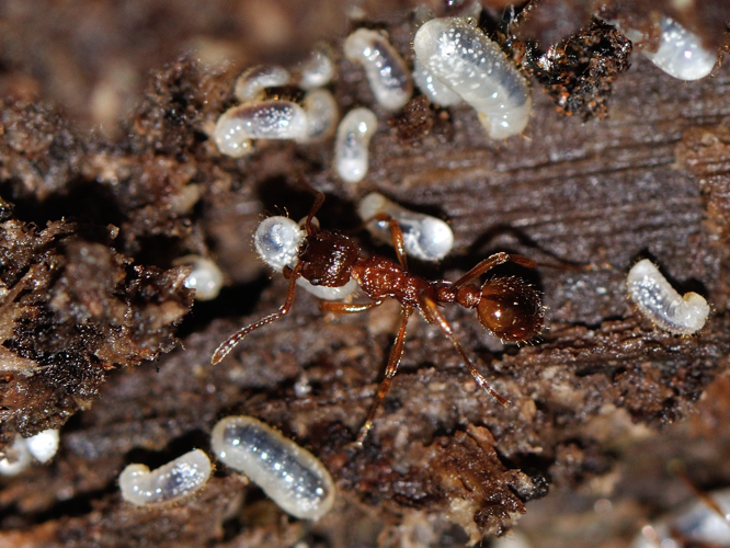 Myrmica ruginodis &copy; HERCENT Jean-Luc