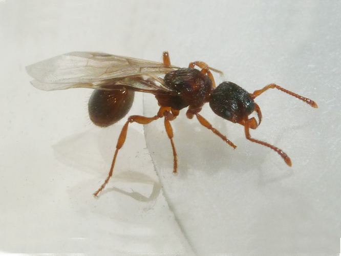 Myrmica sabuleti &copy; BERTRAND Michel (ADEP)
