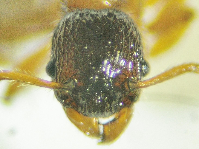 Myrmica schencki &copy; COLINDRE Laurent