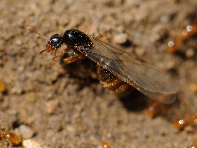 Solenopsis fugax &copy; HERCENT Jean-Luc