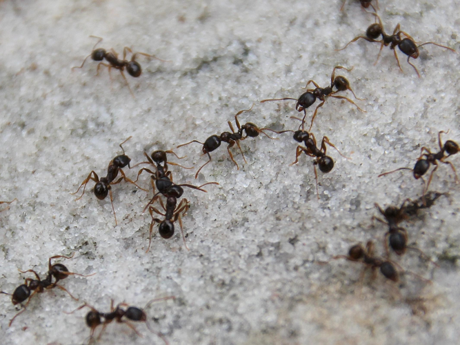 Aphaenogaster subterranea &copy; COLINDRE Laurent