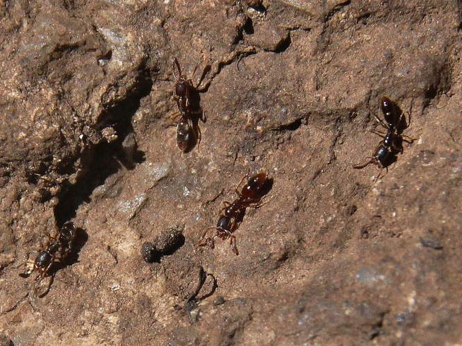 Ponera coarctata &copy; COLINDRE Laurent