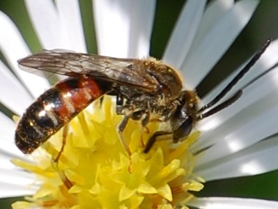 Lasioglossum calceatum &copy; VANSTEENE Nicolas